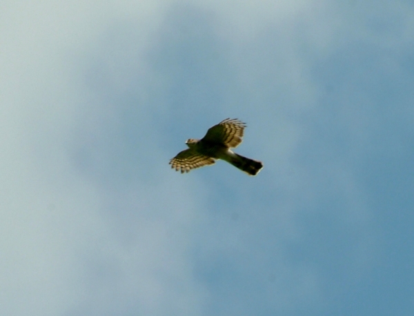 rapace da determinare